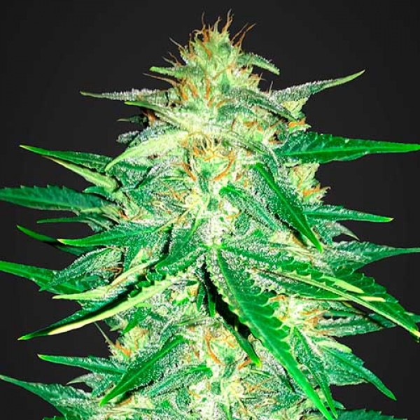 LEMON AK AUTO-image
