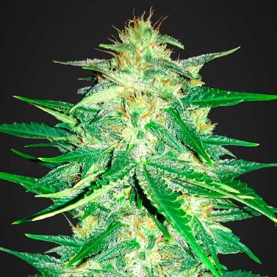 LEMON AK AUTO