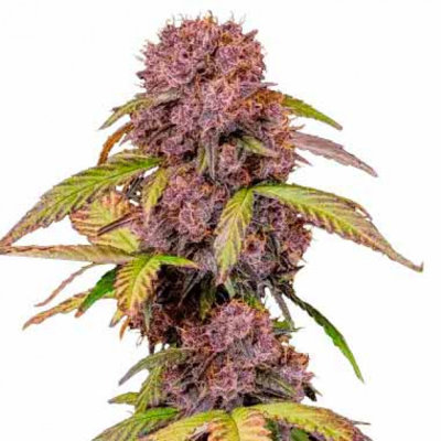 LEMON CHERRY COOKIES AUTO