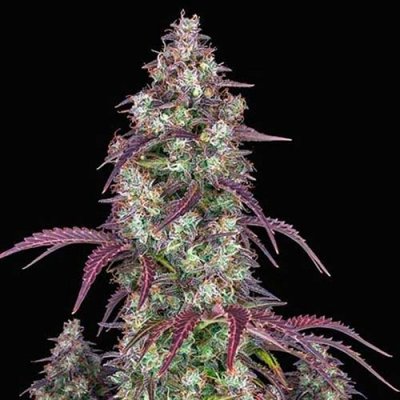 LEMON PIE AUTO