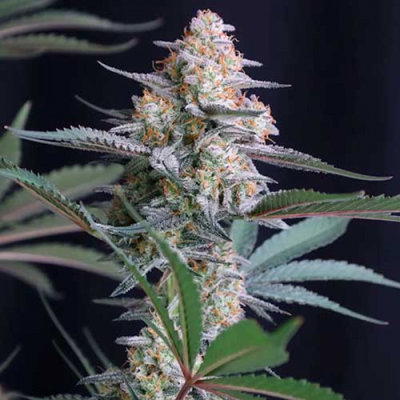 LEMON TREE AUTO