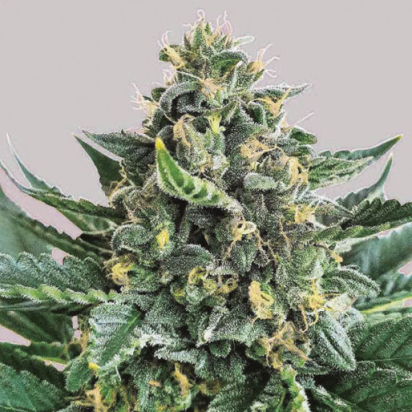 LORD KUSH-image