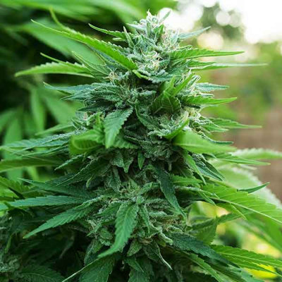 LORD KUSH EARLY VERSION