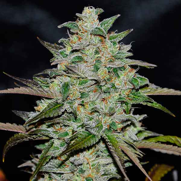 MARMALATE REGULAR-image