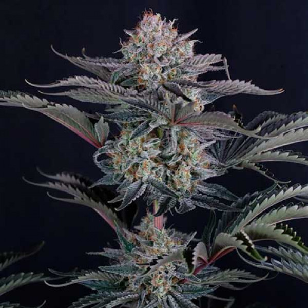 MENDO FROST AUTO-image
