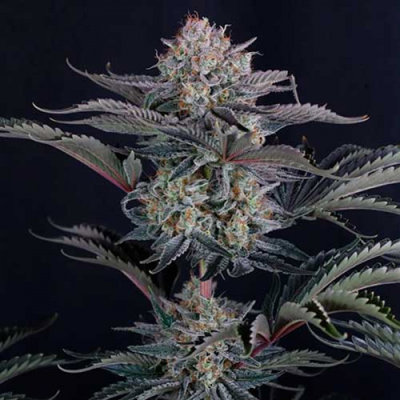 MENDO FROST AUTO