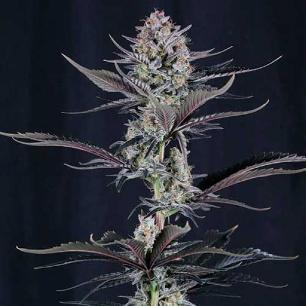 MENDO GUAVA AUTO-image