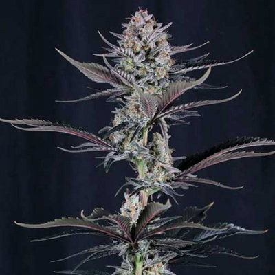 MENDO GUAVA AUTO