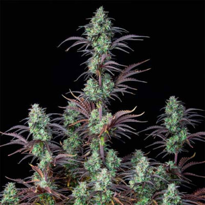 MIMOSA CAKE AUTO