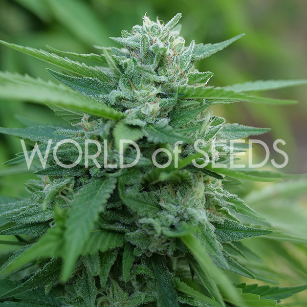 MONGOLIA THC-FREE-image