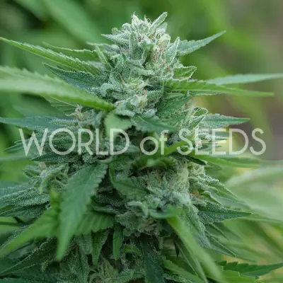 MONGOLIA THC-FREE
