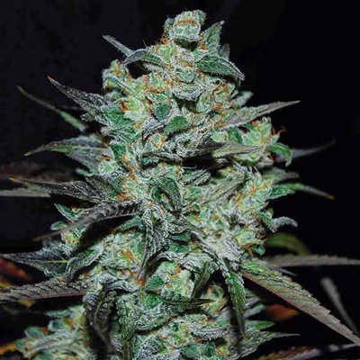 NORTHERN LIGHT BLUE THC-FREE
