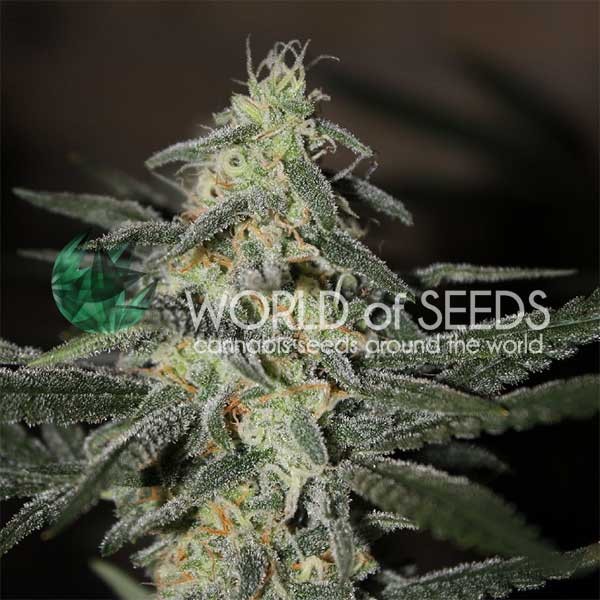NORTHERN LIGHT X BIG BUD EARLY VERSION-image
