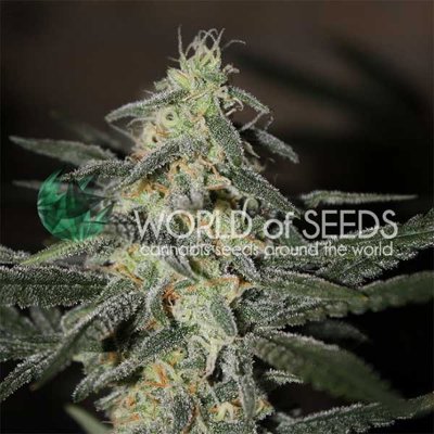 NORTHERN LIGHT X BIG BUD EARLY VERSION