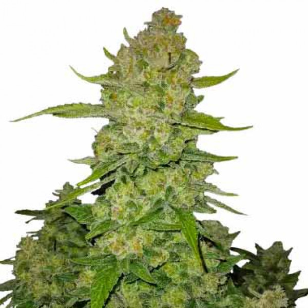PAPAYA COOKIES AUTO-image