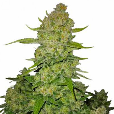 PAPAYA COOKIES AUTO