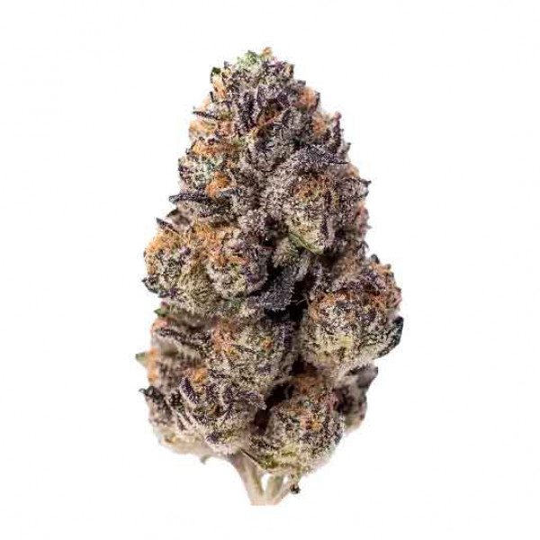 PAPAYA SHERBET-image