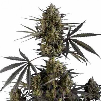 POUND CAKE AUTO
