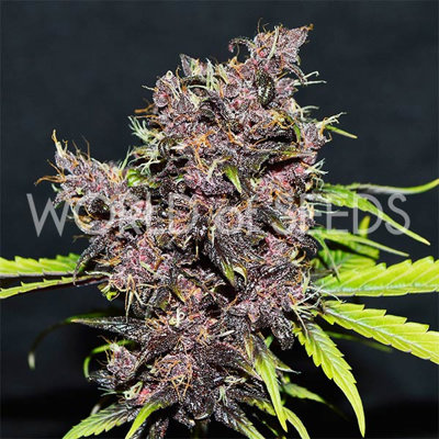 PURPLE AFGHAN KUSH RYDER