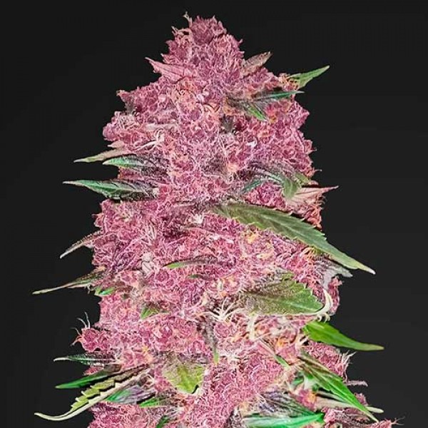 PURPLE LEMONADE-image