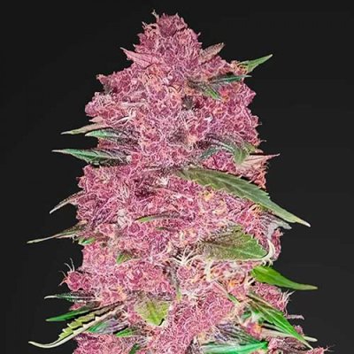 PURPLE LEMONADE