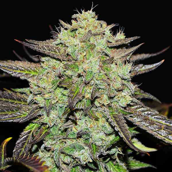 PURPLE MANGO KUSH-image