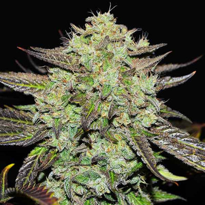 PURPLE MANGO KUSH
