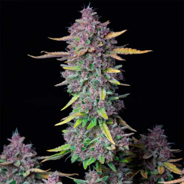 PURPLE PUNCH AUTO-image