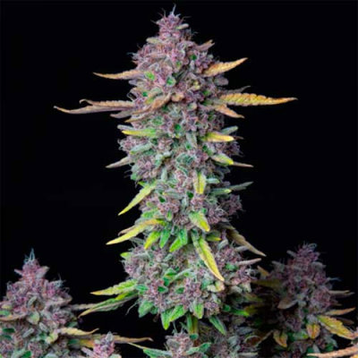 PURPLE PUNCH AUTO