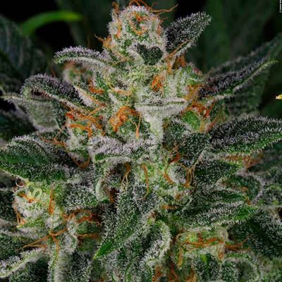 SERIOUS KUSH