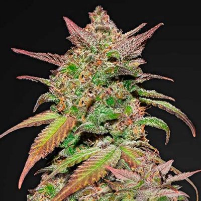 SMOOTHIE AUTO
