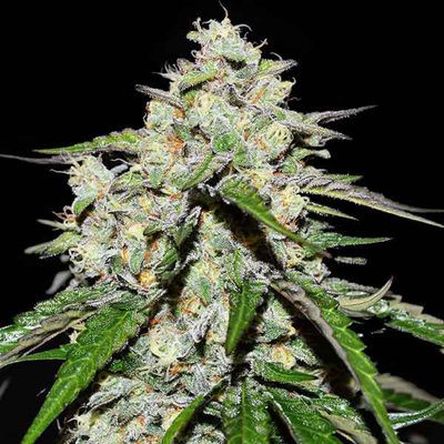 SPACE COOKIES AUTO