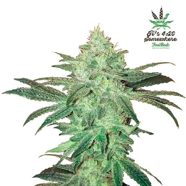 STARDAWG AUTO-image