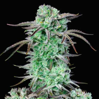 STRAWBERRY BANANA AUTO