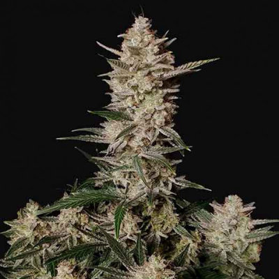 STRAWBERRY GORILLA AUTO