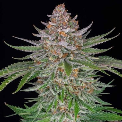 STRAWBERRY PIE AUTO