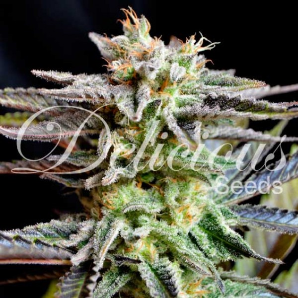 SUGAR BLACK ROSE-image