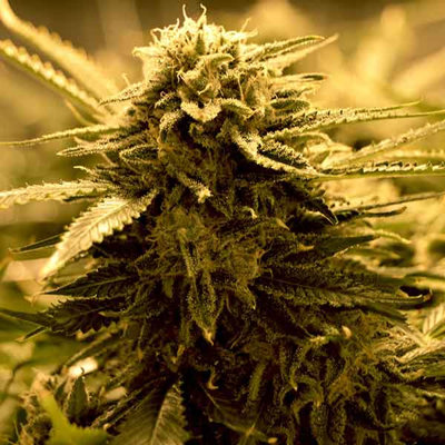SUGAR BLACK ROSE AUTO