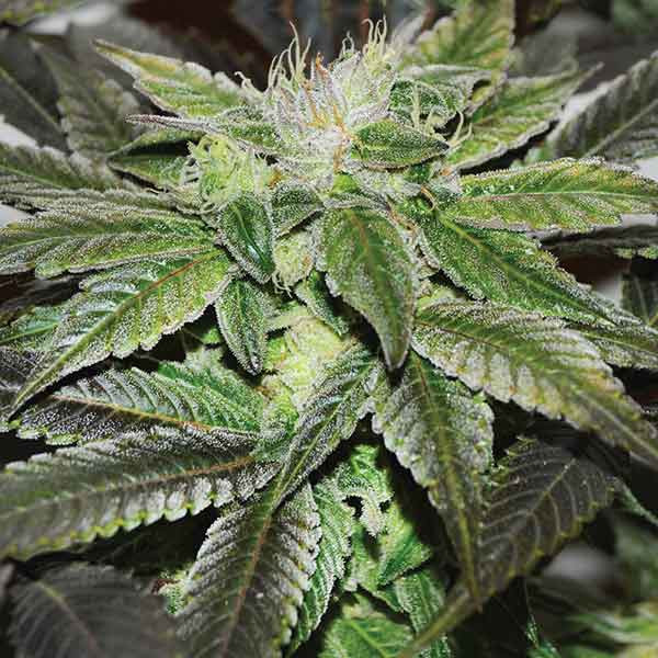 SUGAR CANDY-image