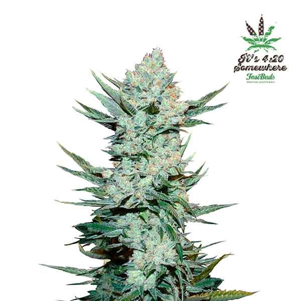 TANGIE'MATIC-image