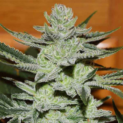 UNKNOWN KUSH