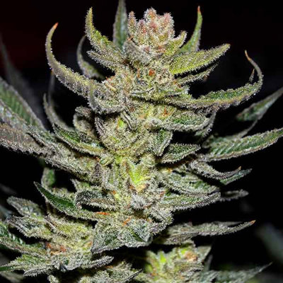 UNKNOWN KUSH REGULAR