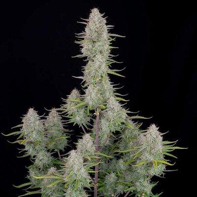 WEDDING CHEESECAKE AUTO