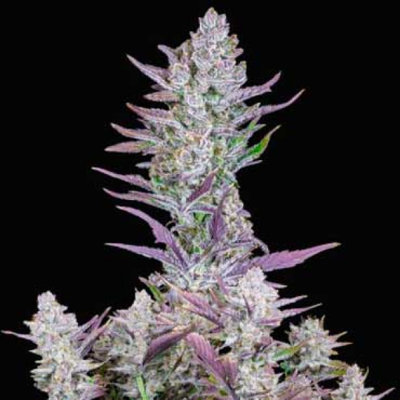 WEDDING GLUE AUTO