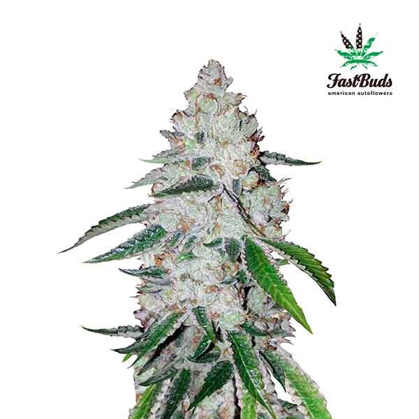 WEST COAST OG-image