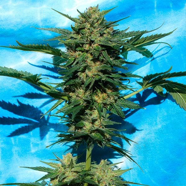 WHITE RUSSIAN #1 AUTO-image