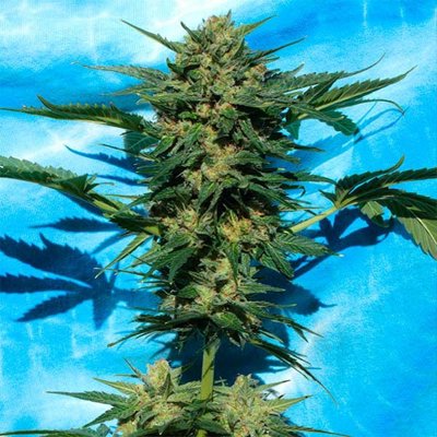 WHITE RUSSIAN #1 AUTO