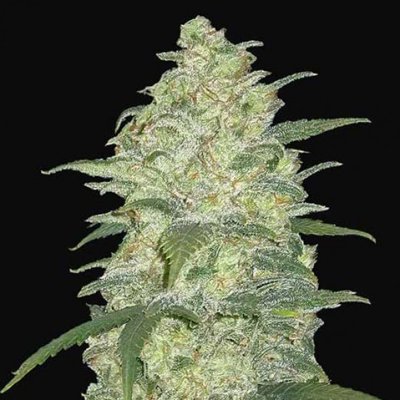 WHITE WIDOW AUTO