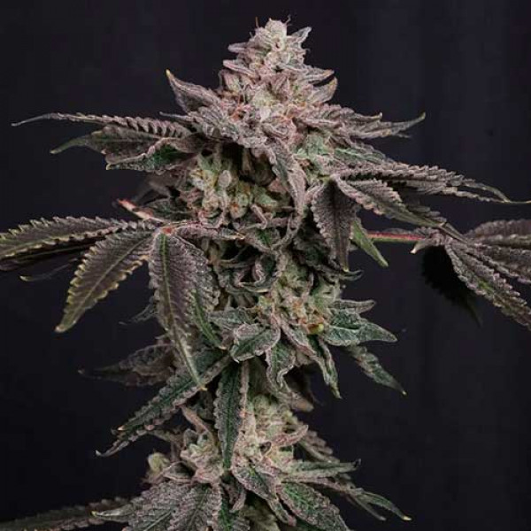Z42-image
