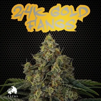 24K Gold Fangs feminized-image